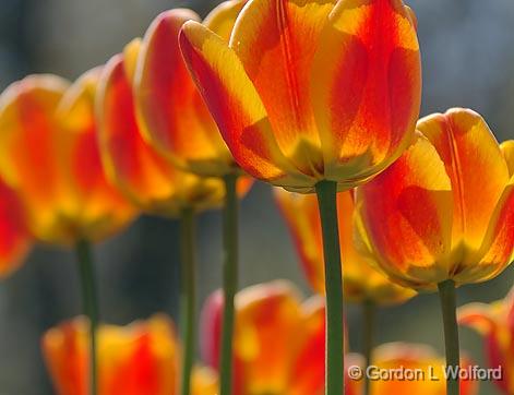 Backlit Orange Tulips_09726A.jpg - Photographed at the 2011 Canadian Tulip Festival in Ottawa, Ontario, Canada.